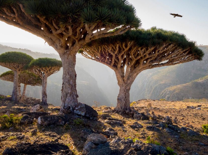 Socotra Dragon Trees, Socotra Island, Yemen